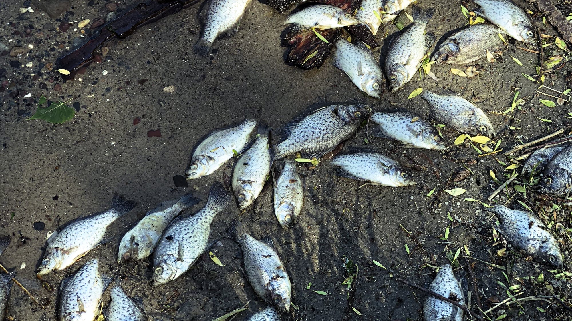 July heat wave leads to significant fish kills in Minnesota