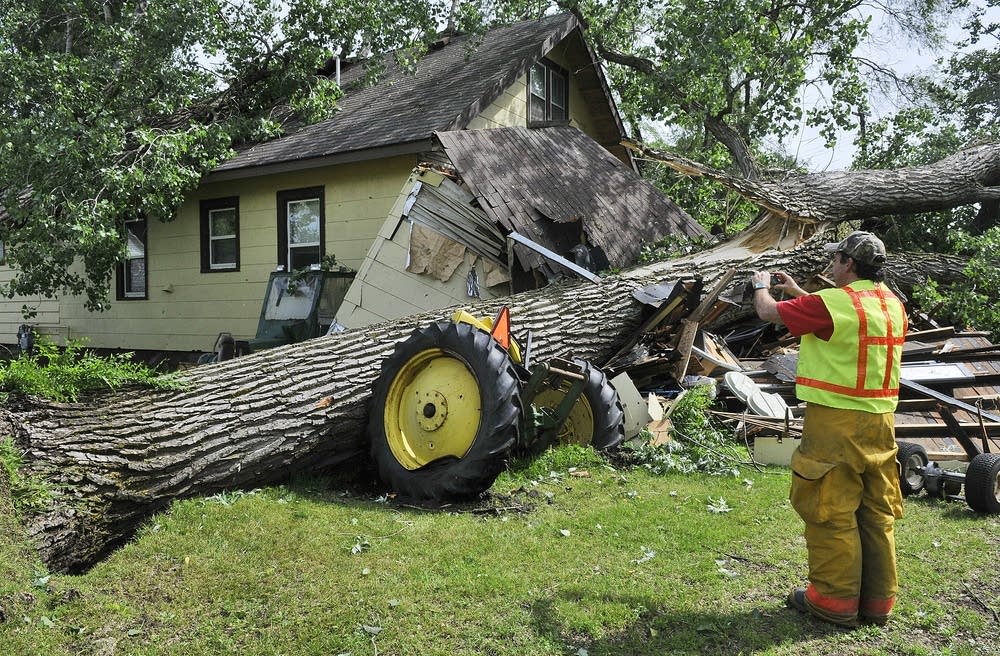 Downed tree