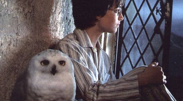 A young Harry Potter with his pet snow owl, Hedwig. They may be cute in "Harry Potter" movies. But clueless wizard fans in England are learning the hard way that owls are not like parrots. 