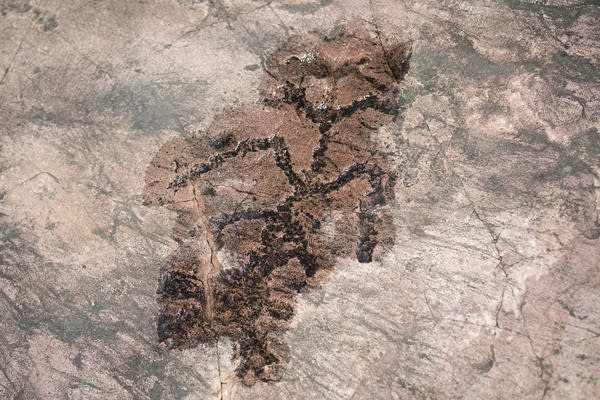 A petroglyph of a corn stalk