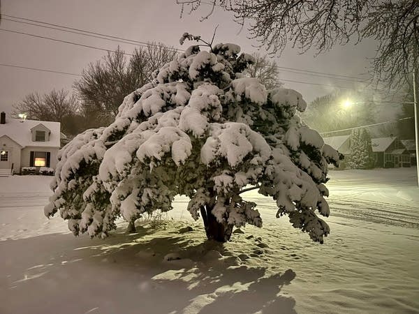 A tree is covered in snow.