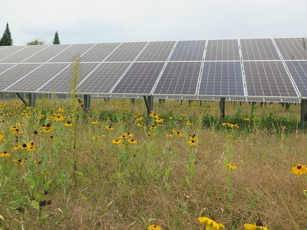 Pollinator-friendly plants