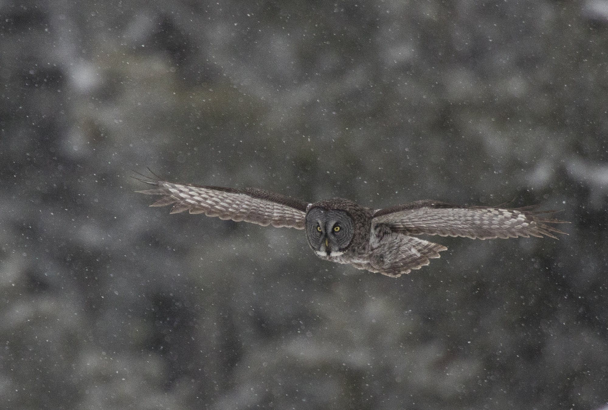 A great gray owl takes flight north of Two Harbors, Minn.