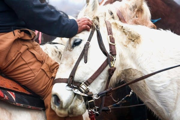 A person pets a horse