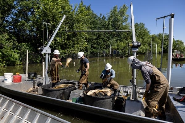 carp removal