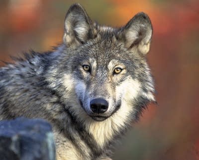 Gray wolf