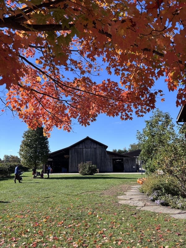 A barn behind orange leaves