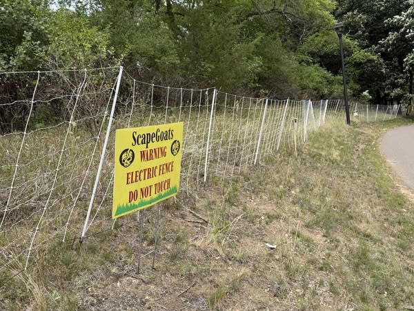 An electric fence contains goats grazing in a city park