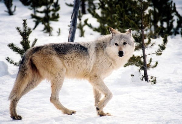 Gray wolves lose federal protection; state will manage instead