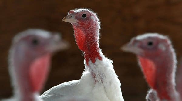 Bird Flu has affected the turkey supply, but not as much for Thanksgiving turkeys.