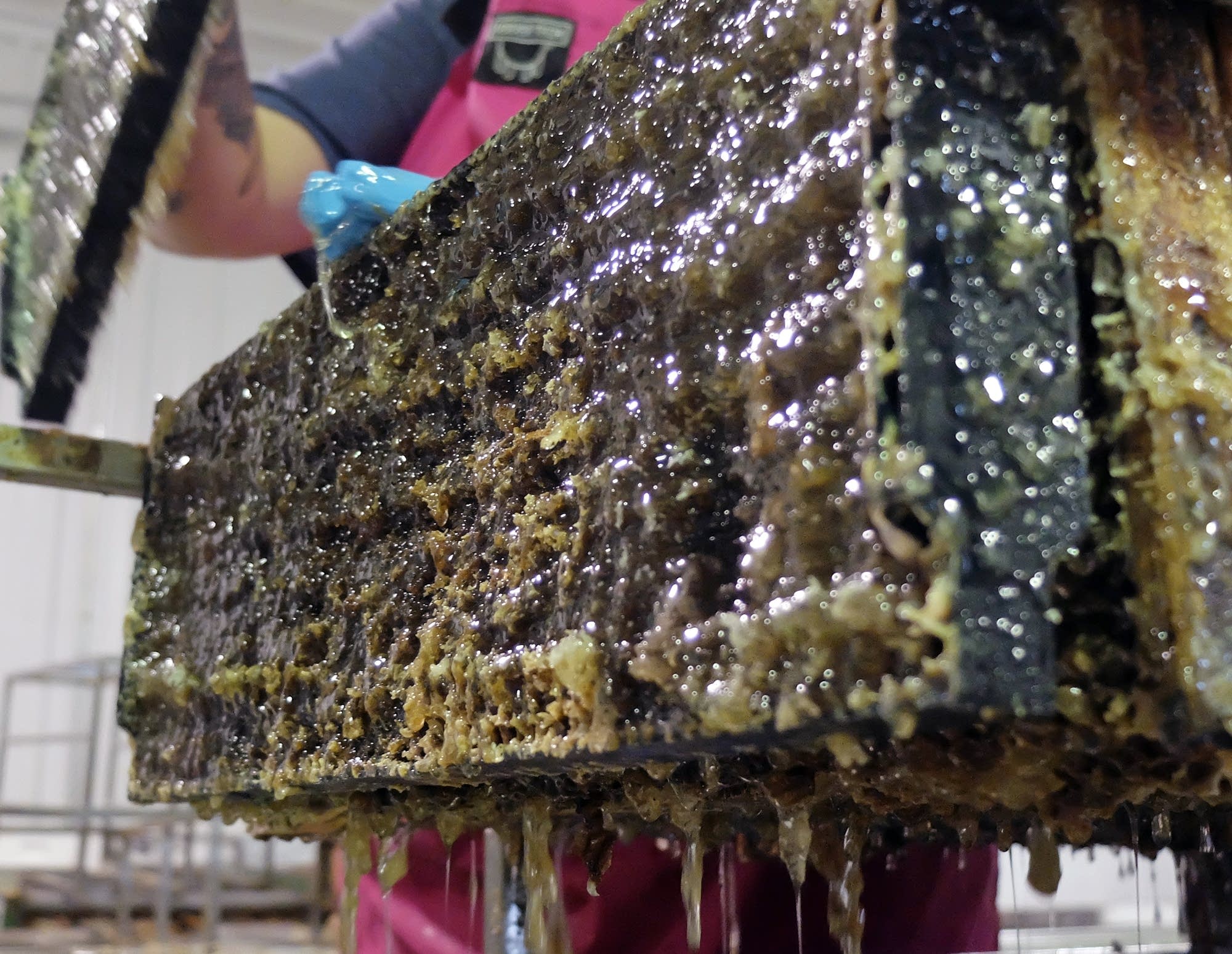 Honey drips from a comb at Brownings Honey Company.