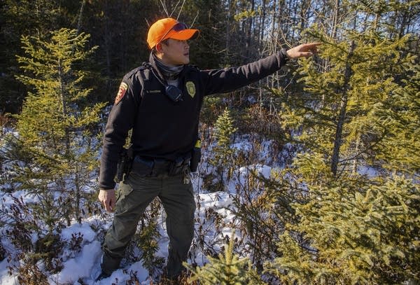 A man stands near a spruce tree with the top cut off. 