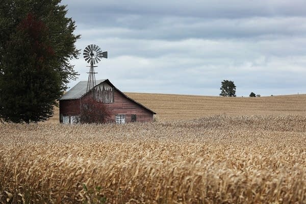A barn sits in a corn field in Newton, Iowa. 
