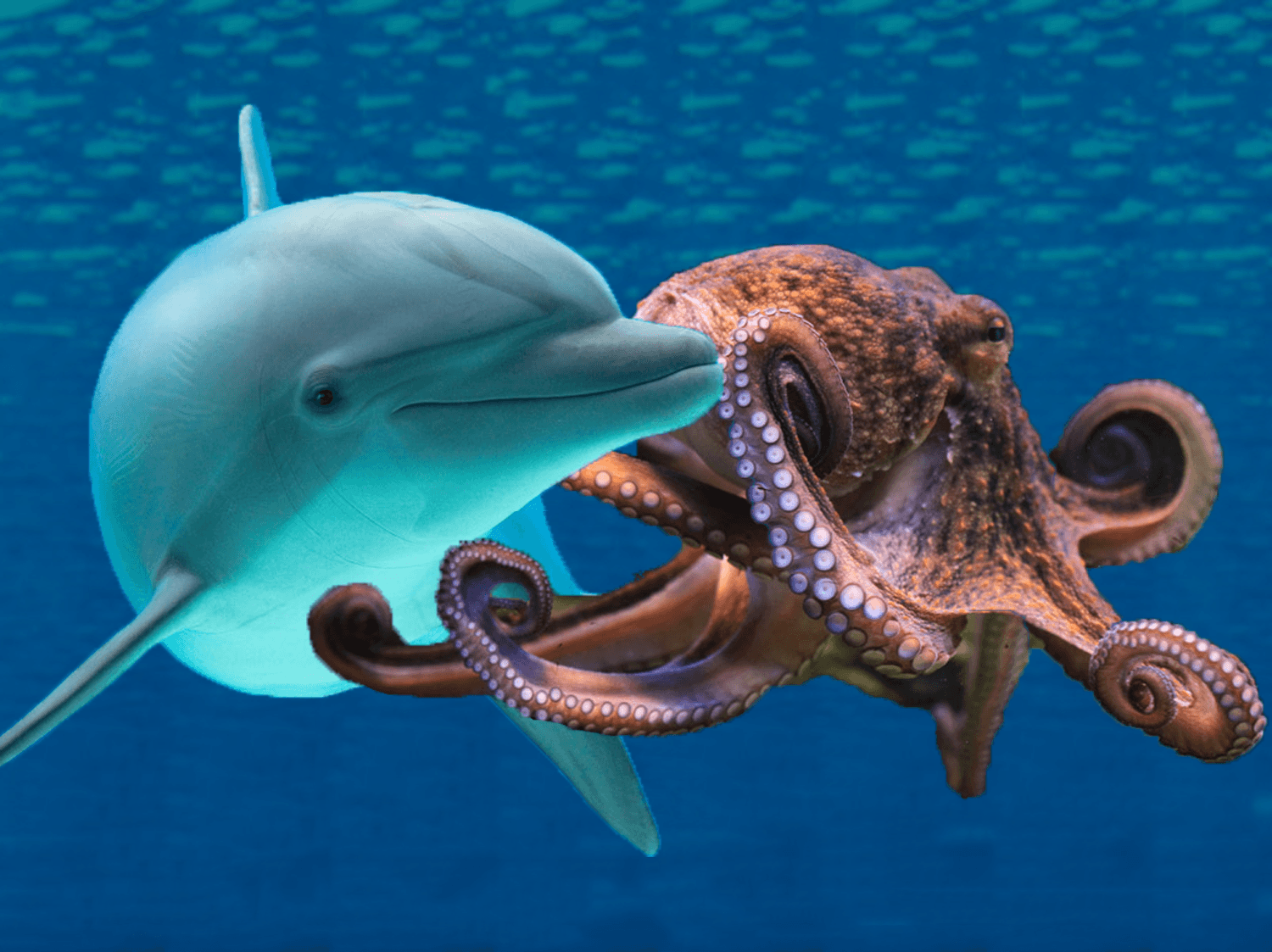 Which are cooler? Dolphins or octopuses