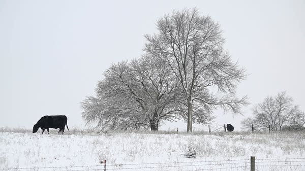Cows eat for warmth rather than weight during cold spells, and when weights go down, that can bring down beef production.