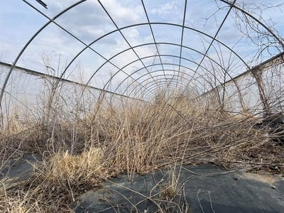 Weeds grow in greenhouse