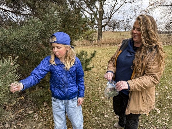 ‘Sticky’ pine needles could provide clues about forever chemicals in Minnesota’s air