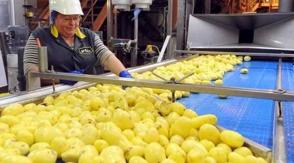 A woman manipulates potatoes before their transformation in French fries on October 18, 2011 at the McCain factory in Harnes, northern France. Bus stations in the U.K. are now featuring a new McCain ad campaign, complete with baked potato scent.