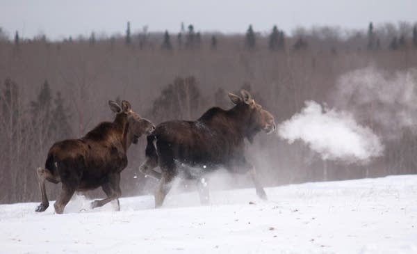 A moose calf follows its mother.