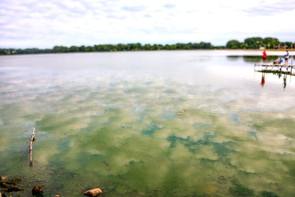 Blue green algal blooms float