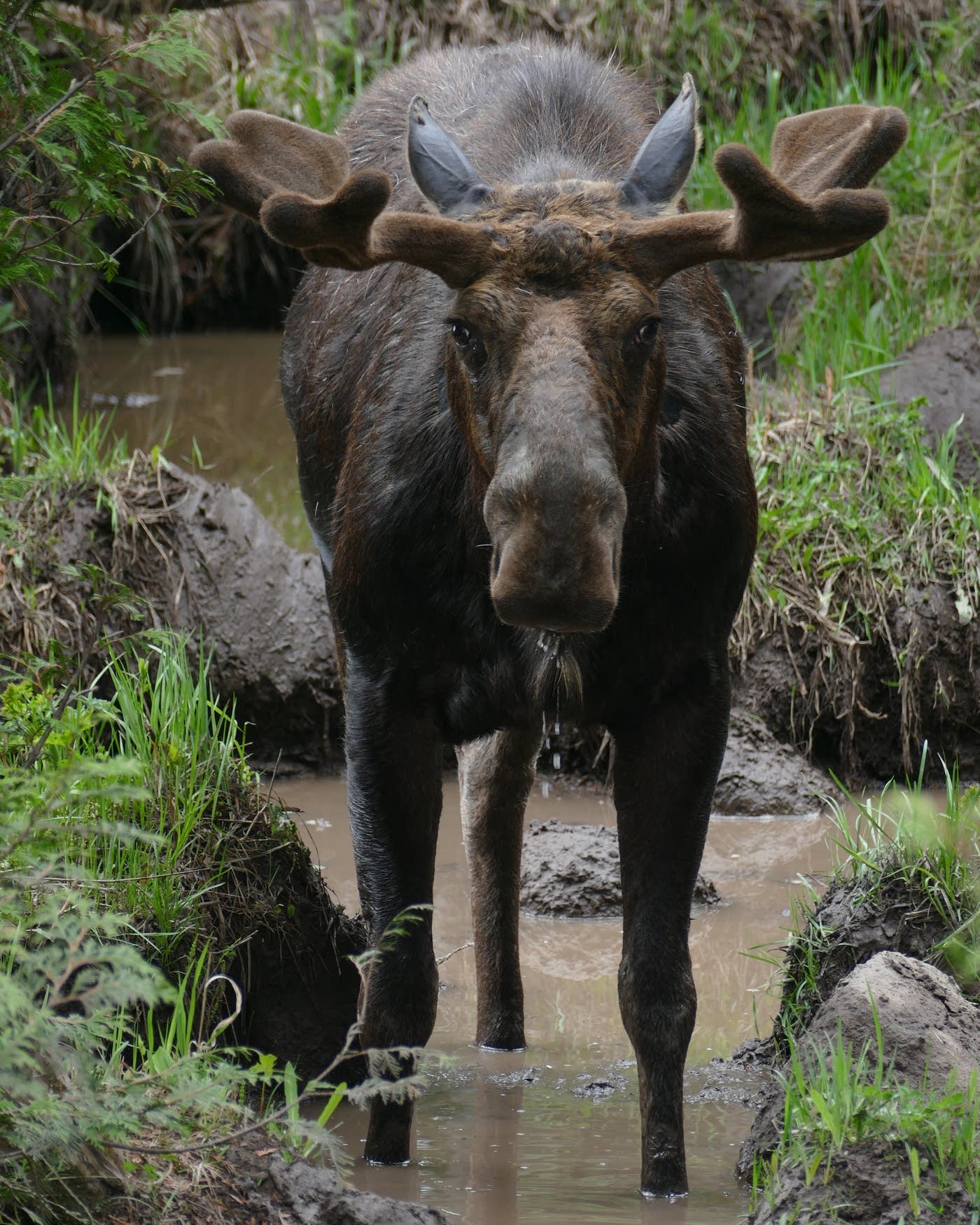 New Isle Royale study could clarify the mystery of what's led to the ...