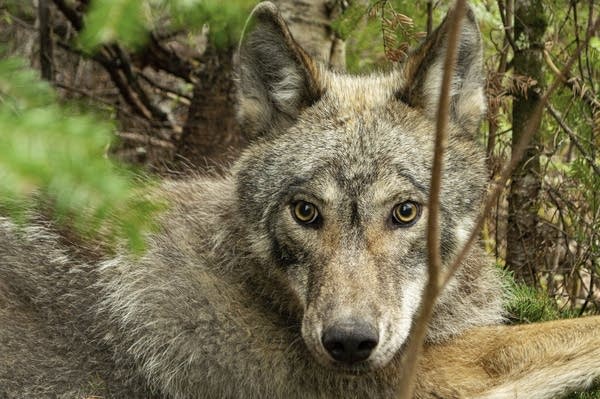 Wolves preying on beavers in Minnesota reshape wetlands