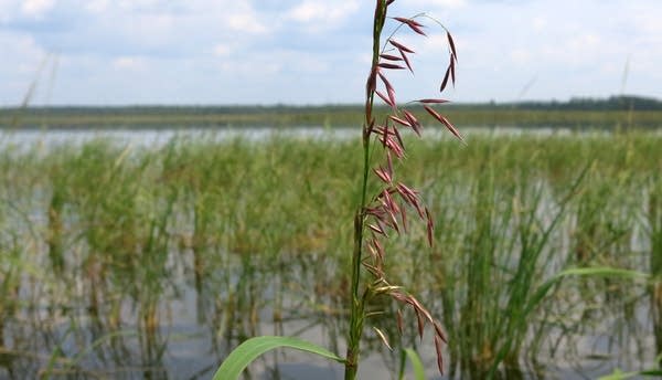 A stalk of developing wild rice in Big Rice Lake