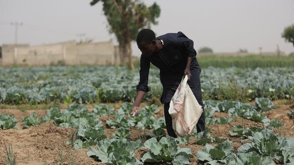 A farmer applies fertilizer on cabbages at a farm in Jibia, Nigeria.