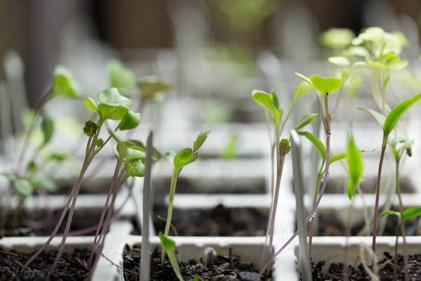 Seedlings