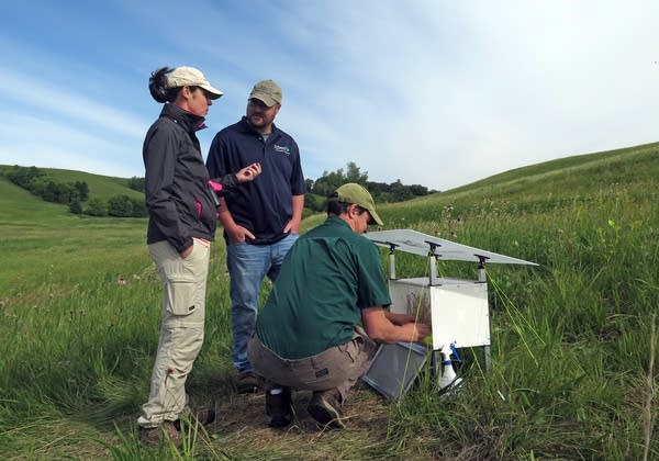 Preparing to release butterflies at Hole-In-The-Mountain Prairie.