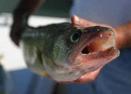 Walleyes, northern pike begin spring spawning runs