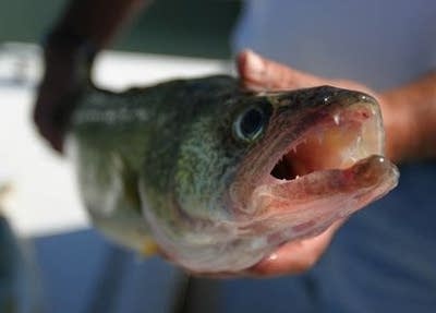 Ahead of fishing opener, health officials update fish consumption guidelines