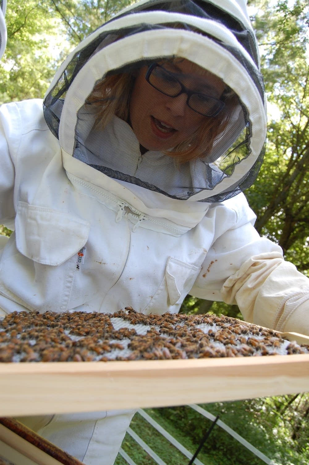 New law makes beekeeping all the buzz in Minneapolis MPR News