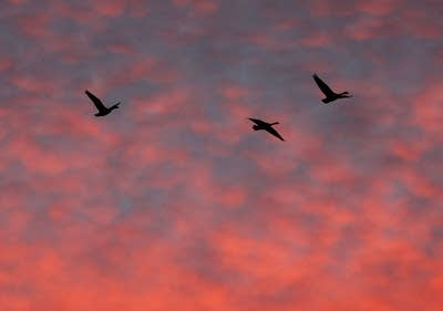 Geese migrate south