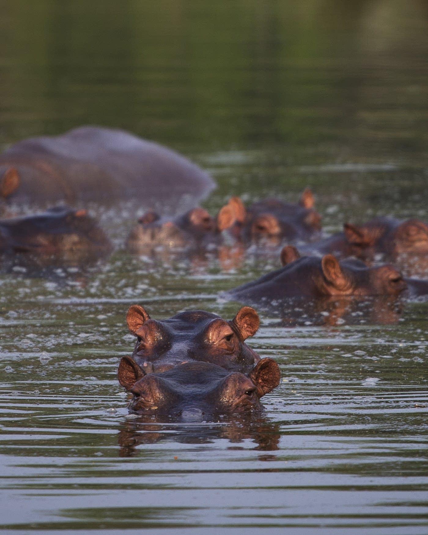 Colombians grapple with a big problem: Wandering hippos | MPR News, image size:1400x1750