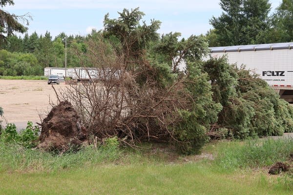 A fallen tree is seen next to a parking lot, with its roots visible.
