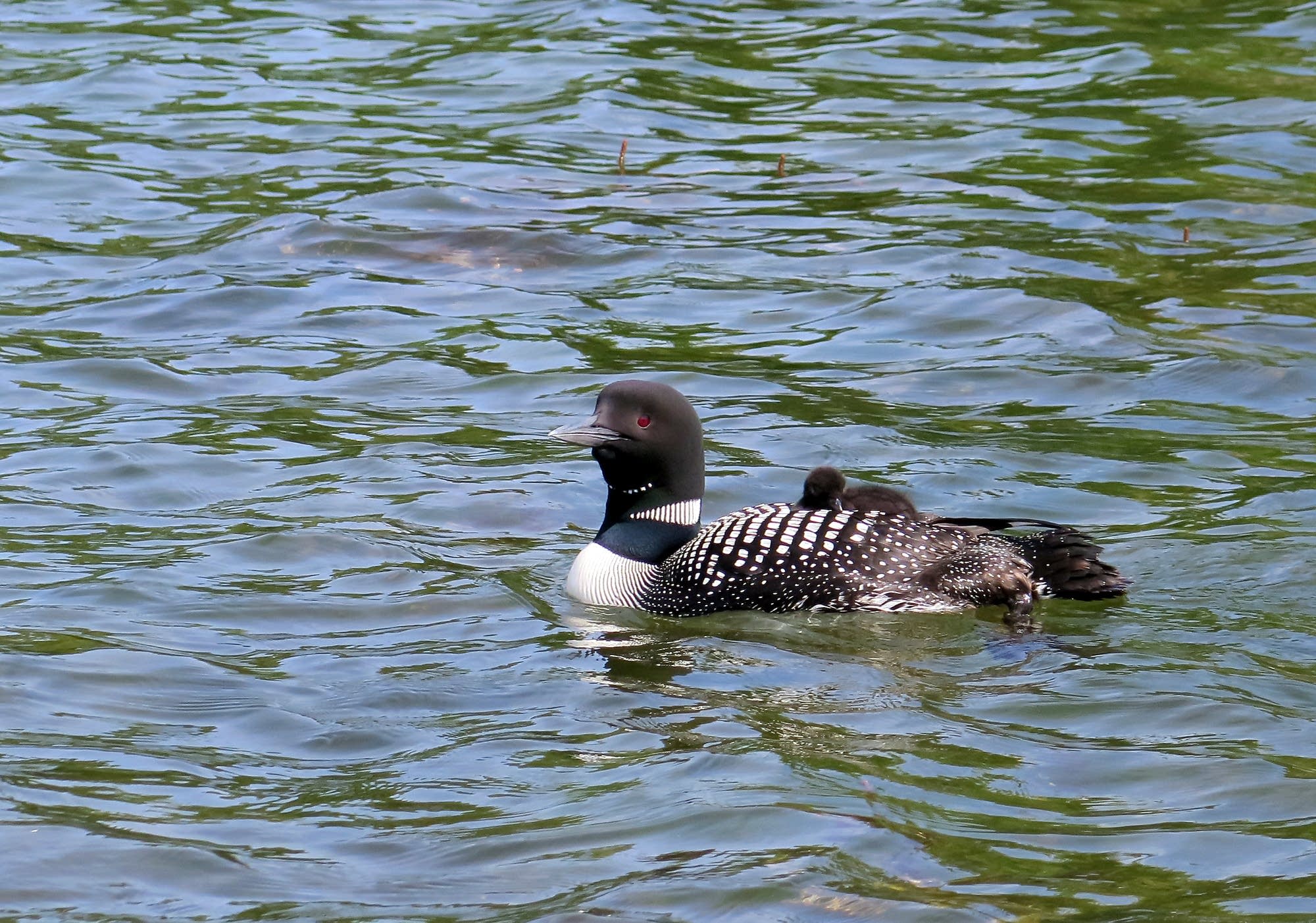 A loon chick rides on the back of its parent on West Fox Lake.