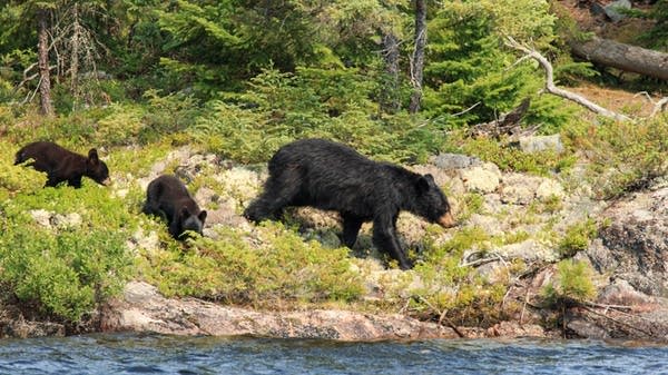 A black bear family eats blueberries