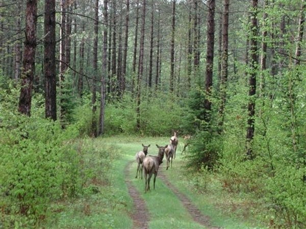 Elk in the Chequamegon