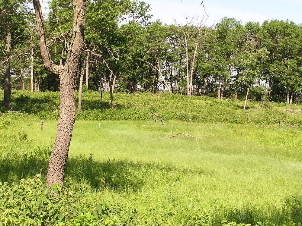 Oak savannah