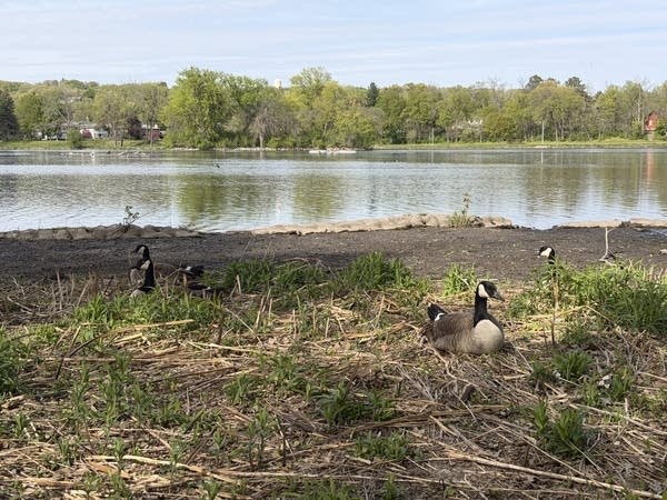 Geese sit on the shore of a lake.