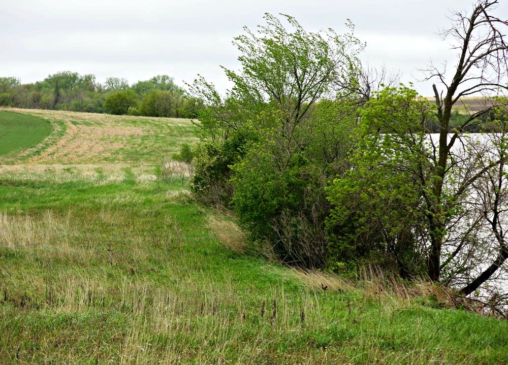 Buffers around water bodies can filter out nutrients.