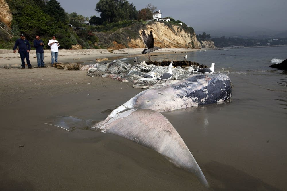Dead whale