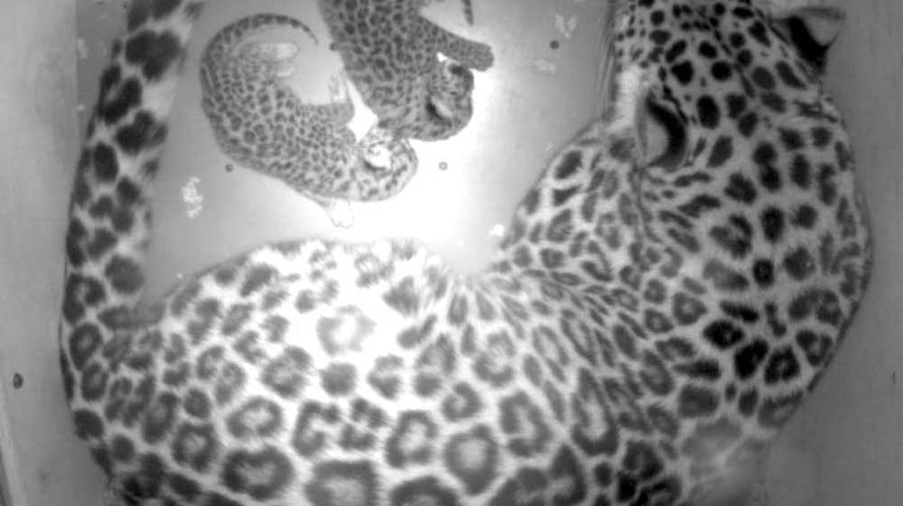 Minn Zoo s New Amur Leopard Cubs Part Of Effort To Save Species MPR News