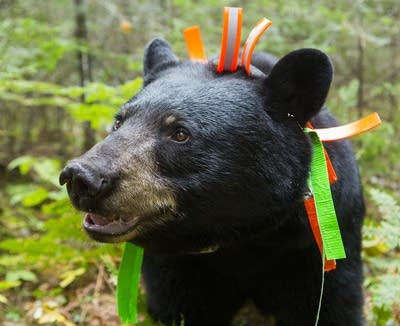 June, the black bear