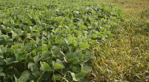 Soybean crops.