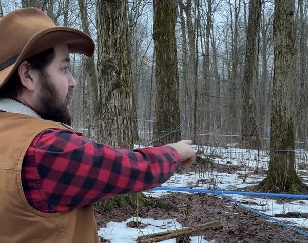 John Cermak points at a system of tubes that connect all the tapped trees and shuttle their sap to the pump house.
