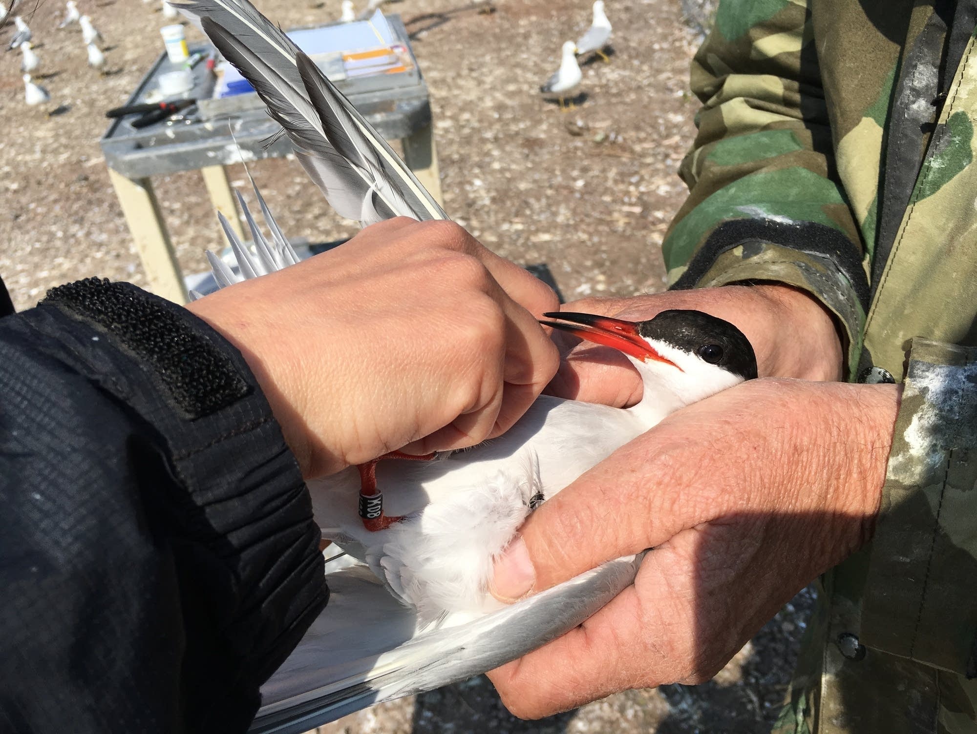 Researchers put a radio transmitter on a common tern.