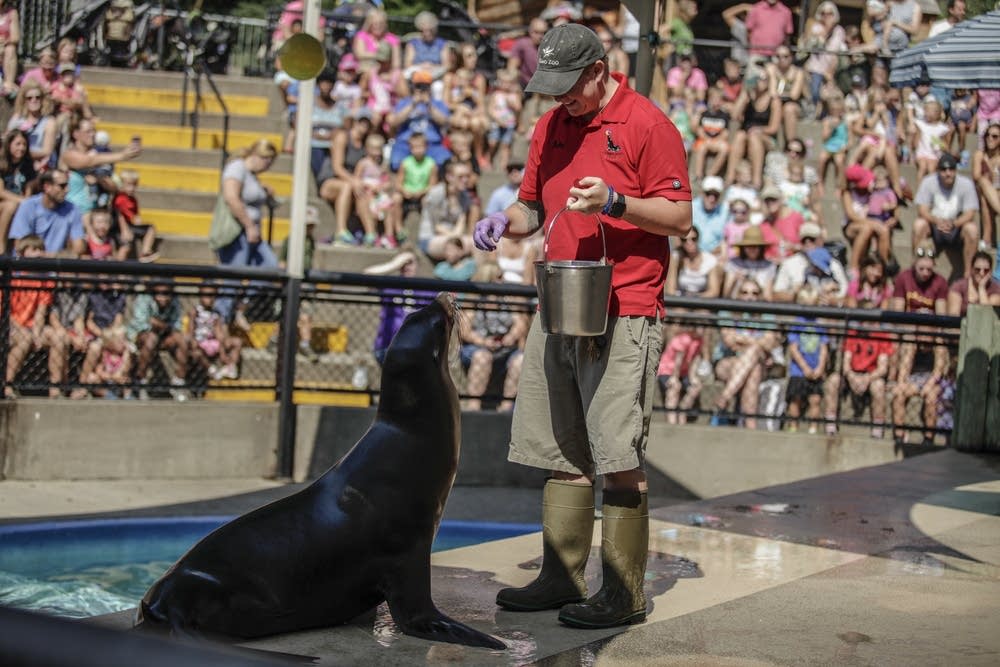 Web free every thursday from 10 a.m. So long, Sparky Como Zoo sea lion show heads for hiatus MPR News