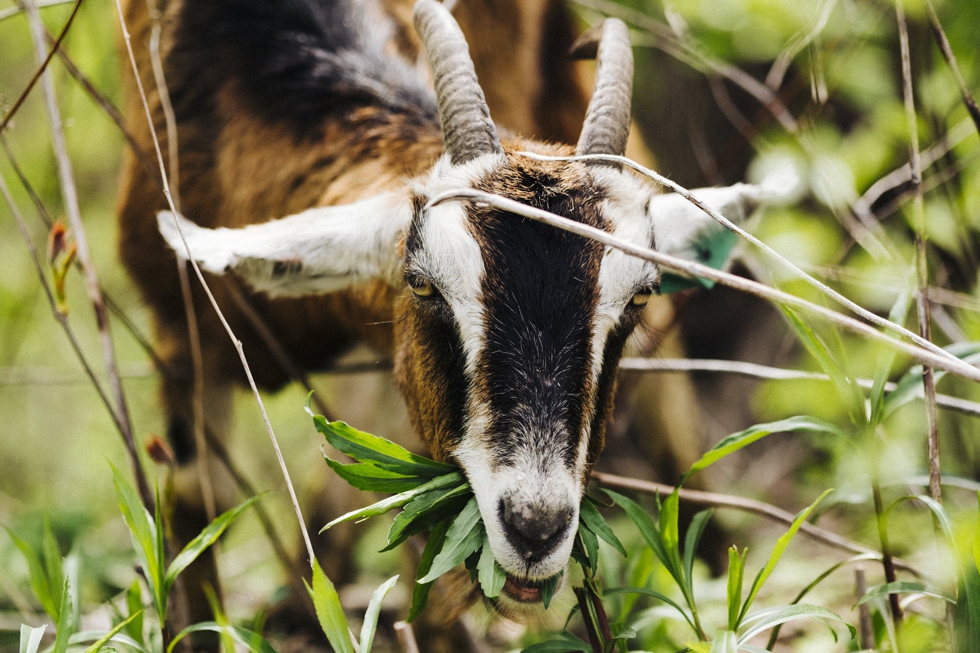 A goat munches on weeds.